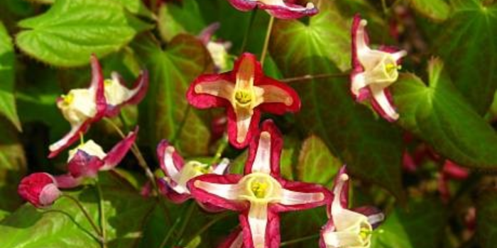 Epimedium